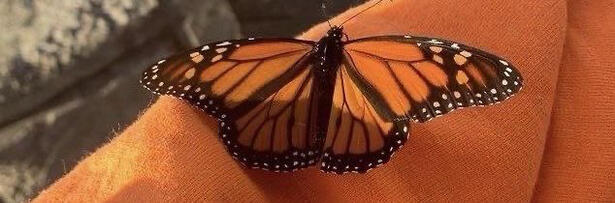 monarch butterfly with an orange background!